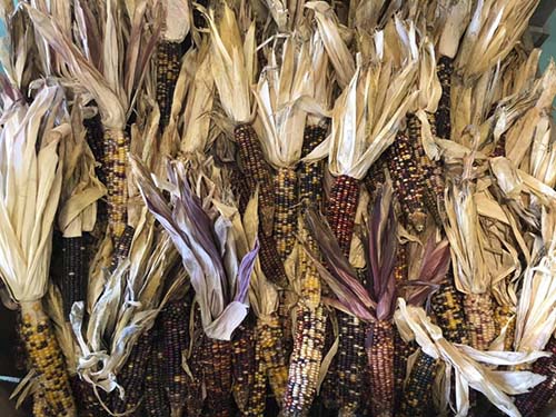 IndianCorn – The Big Apple Farm